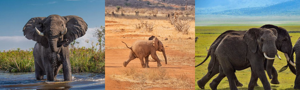 Konditionierung und der Elefant