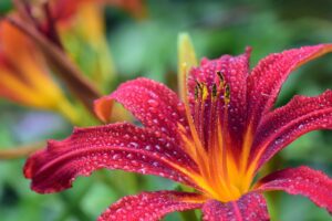 feng shui flower